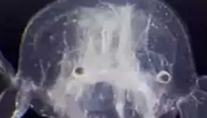 Watch the 24-eyed sea creature video