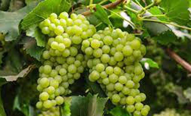 You have never before seen the big benefits of small grapes